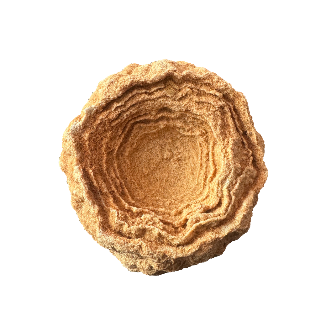 Stromatolite