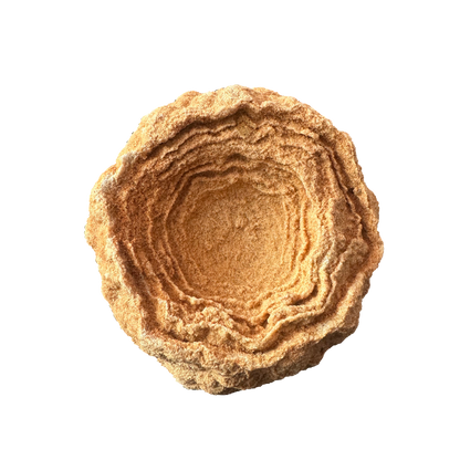 Stromatolite
