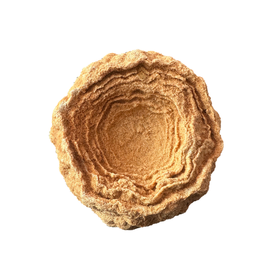 Stromatolite