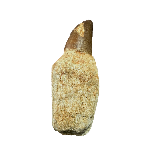Mosasaurus Tooth
