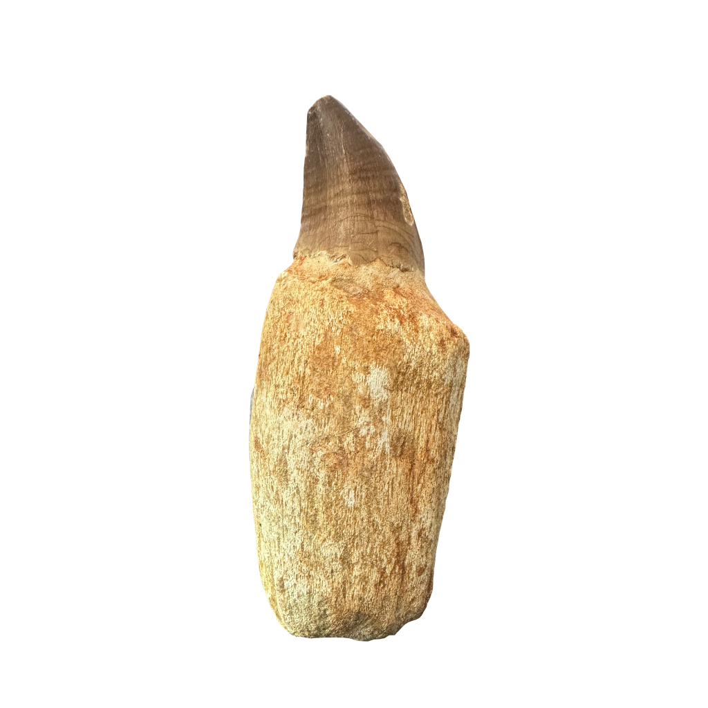 Mosasaurus Tooth