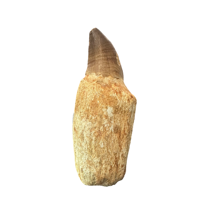 Mosasaurus Tooth