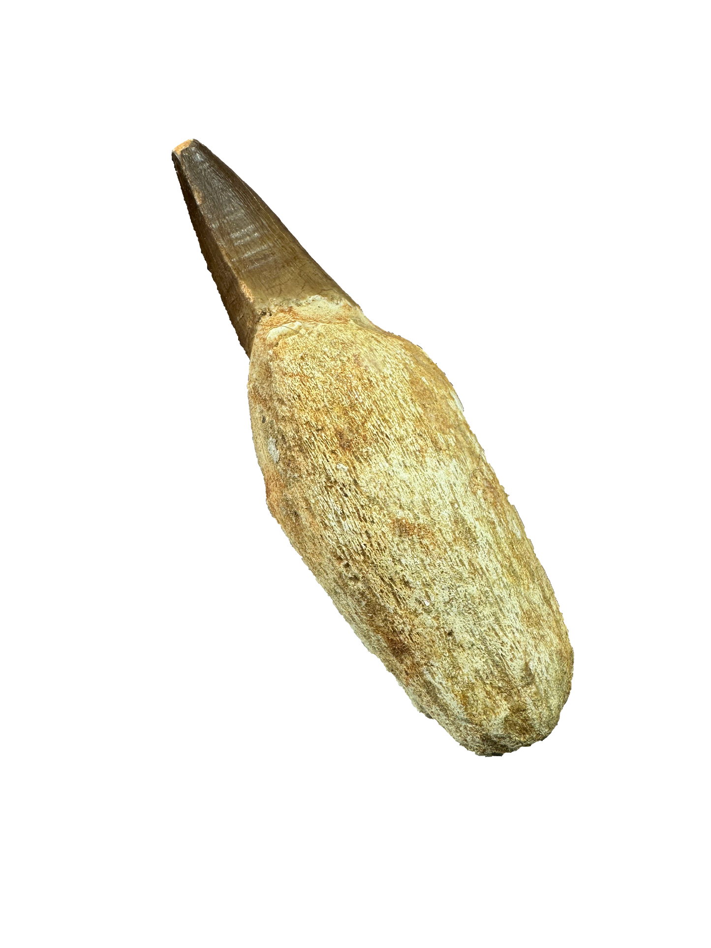 Mosasaurus Tooth