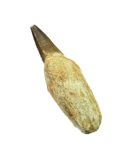 Mosasaurus Tooth