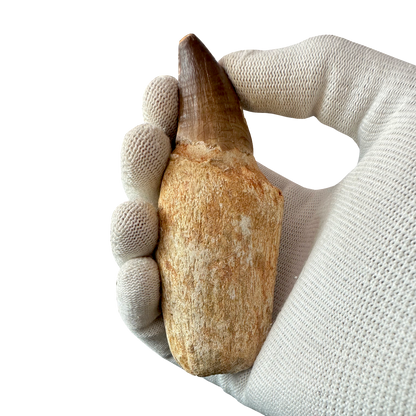 Mosasaurus Tooth