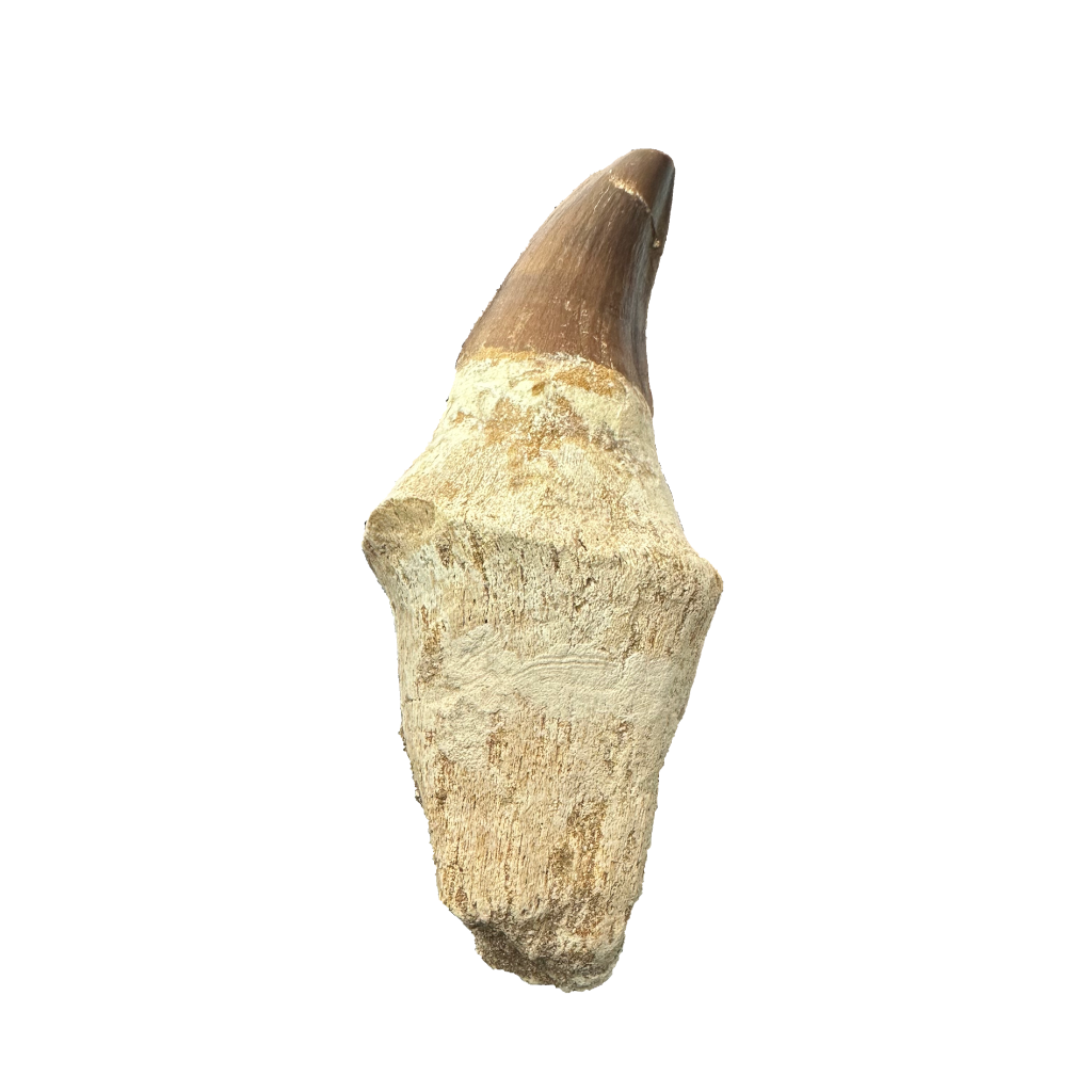 Mosasaurus Tooth