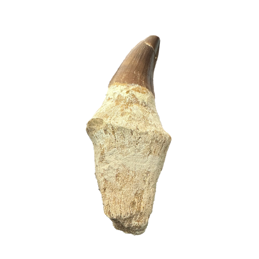 Mosasaurus Tooth