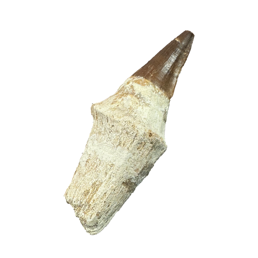 Mosasaurus Tooth