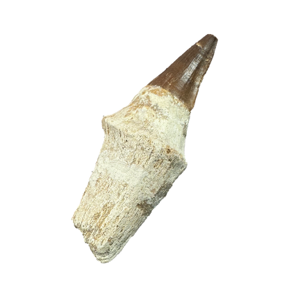Mosasaurus Tooth