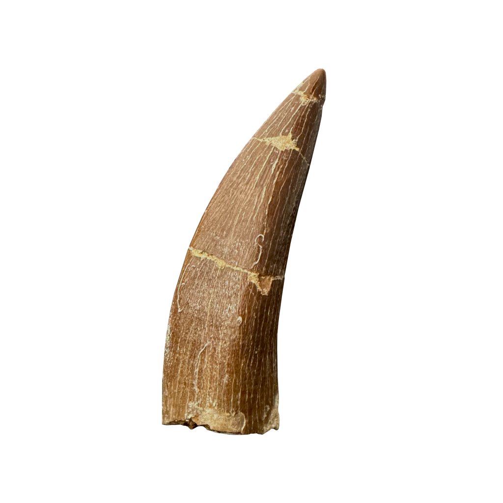 Plesiosaurus Tooth - Zarafasaura