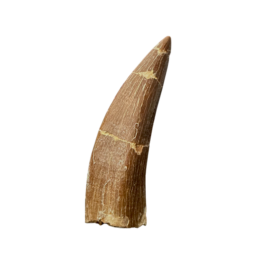 Plesiosaurus Tooth - Zarafasaura