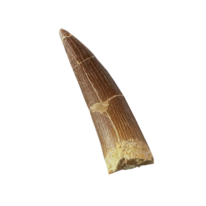 Plesiosaurus Tooth - Zarafasaura