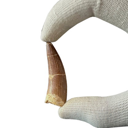 Plesiosaurus Tooth - Zarafasaura