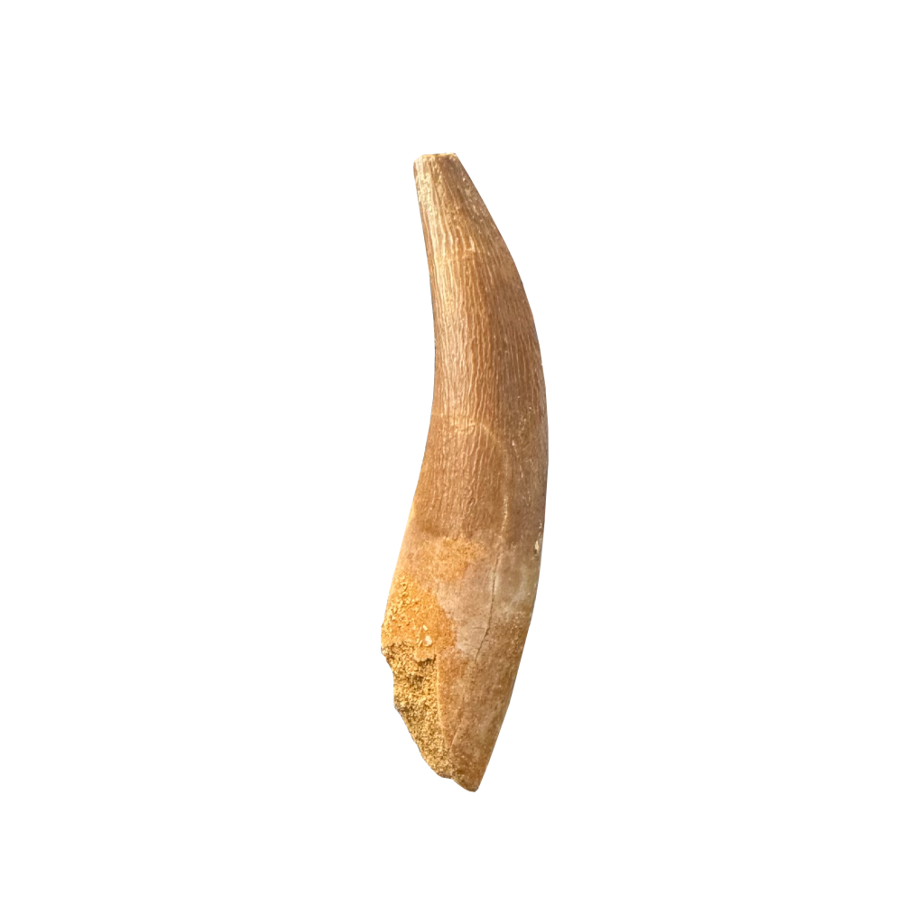 Plesiosaurus Tooth -Zarafasaura