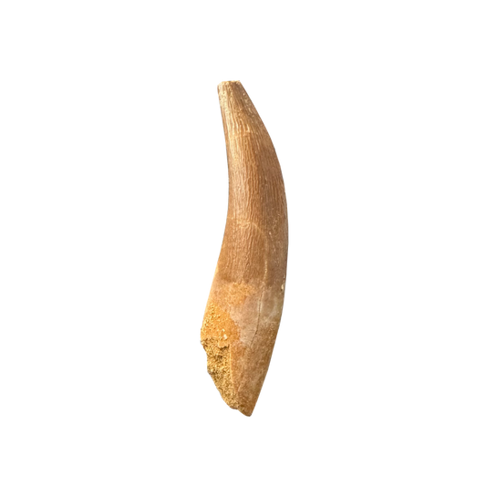 Plesiosaurus Tooth -Zarafasaura