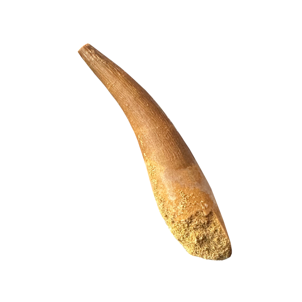 Plesiosaurus Tooth -Zarafasaura