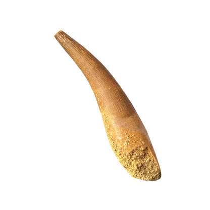 Plesiosaurus Tooth -Zarafasaura
