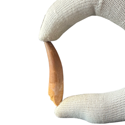 Plesiosaurus Tooth -Zarafasaura
