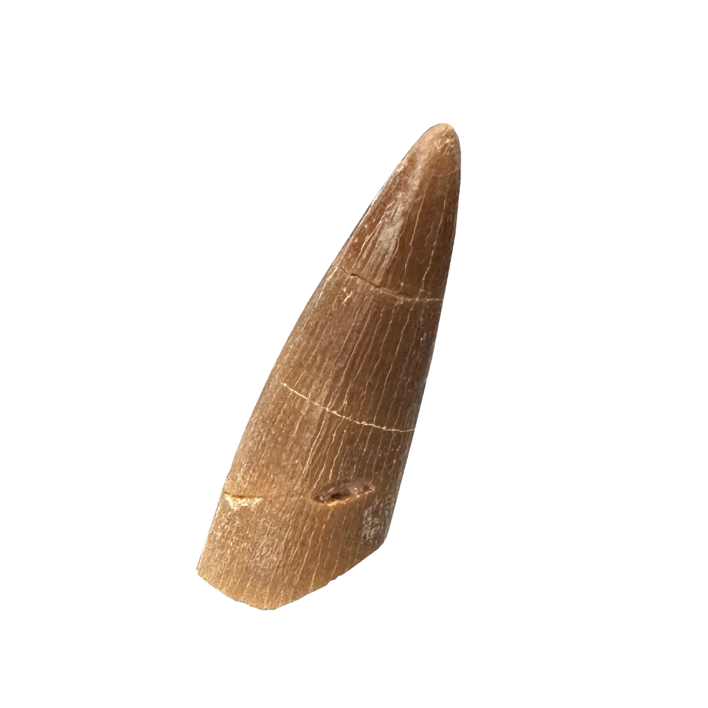 Plesiosaurus Tooth - Zarafasaura
