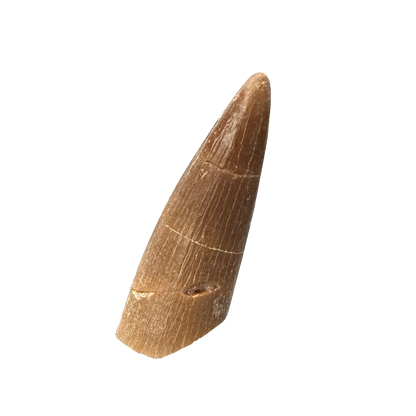 Plesiosaurus Tooth - Zarafasaura