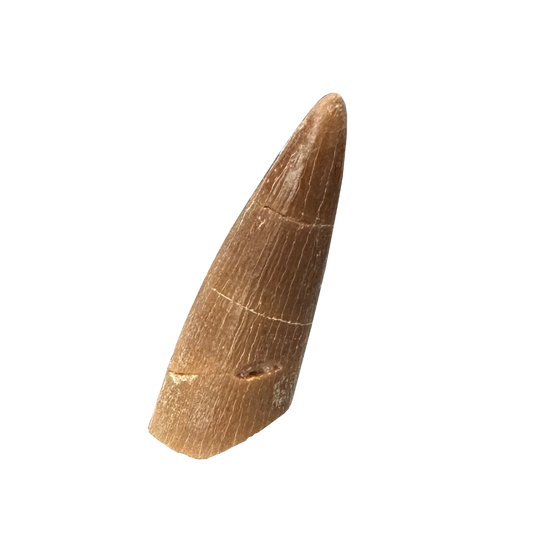 Plesiosaurus Tooth - Zarafasaura