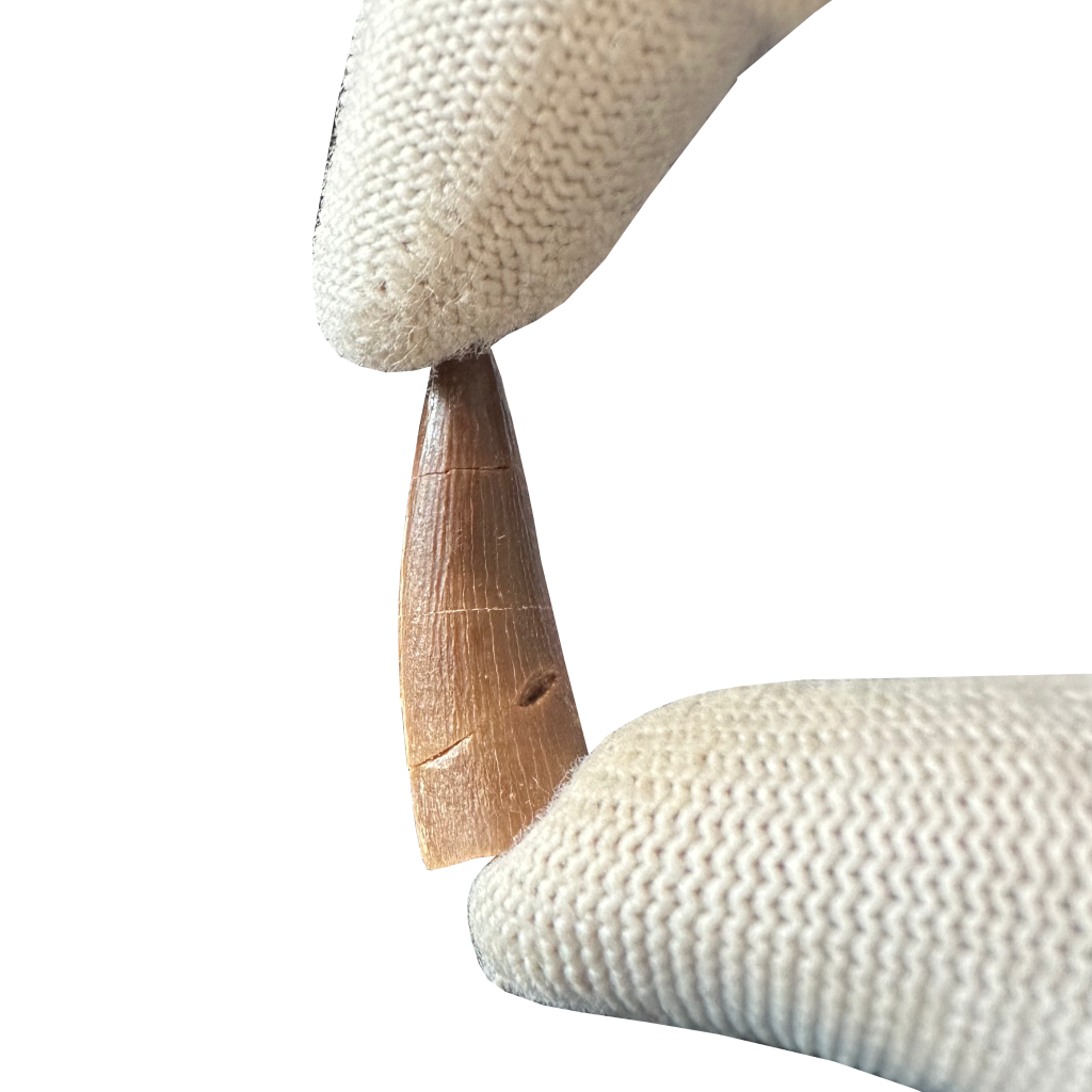 Plesiosaurus Tooth - Zarafasaura