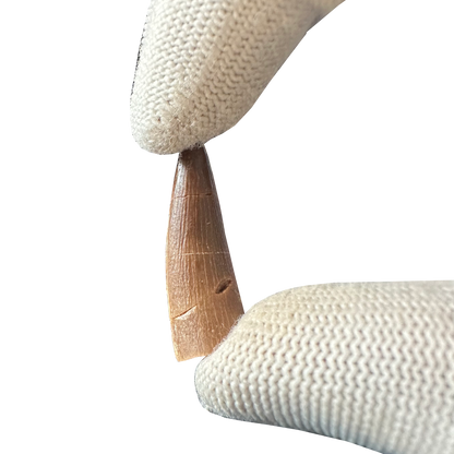 Plesiosaurus Tooth - Zarafasaura