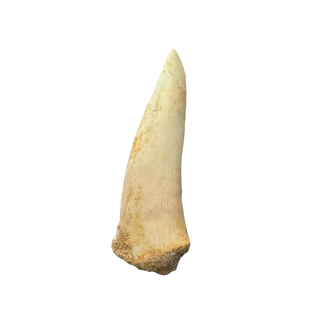Enchodus Fossil Tooth