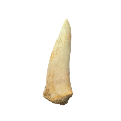 Enchodus Fossil Tooth
