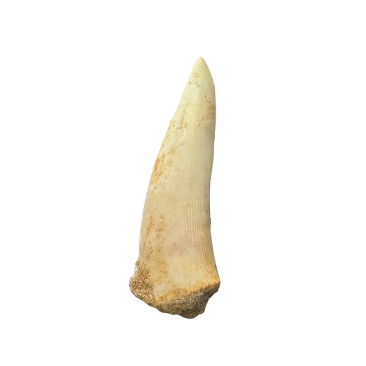 Enchodus Fossil Tooth