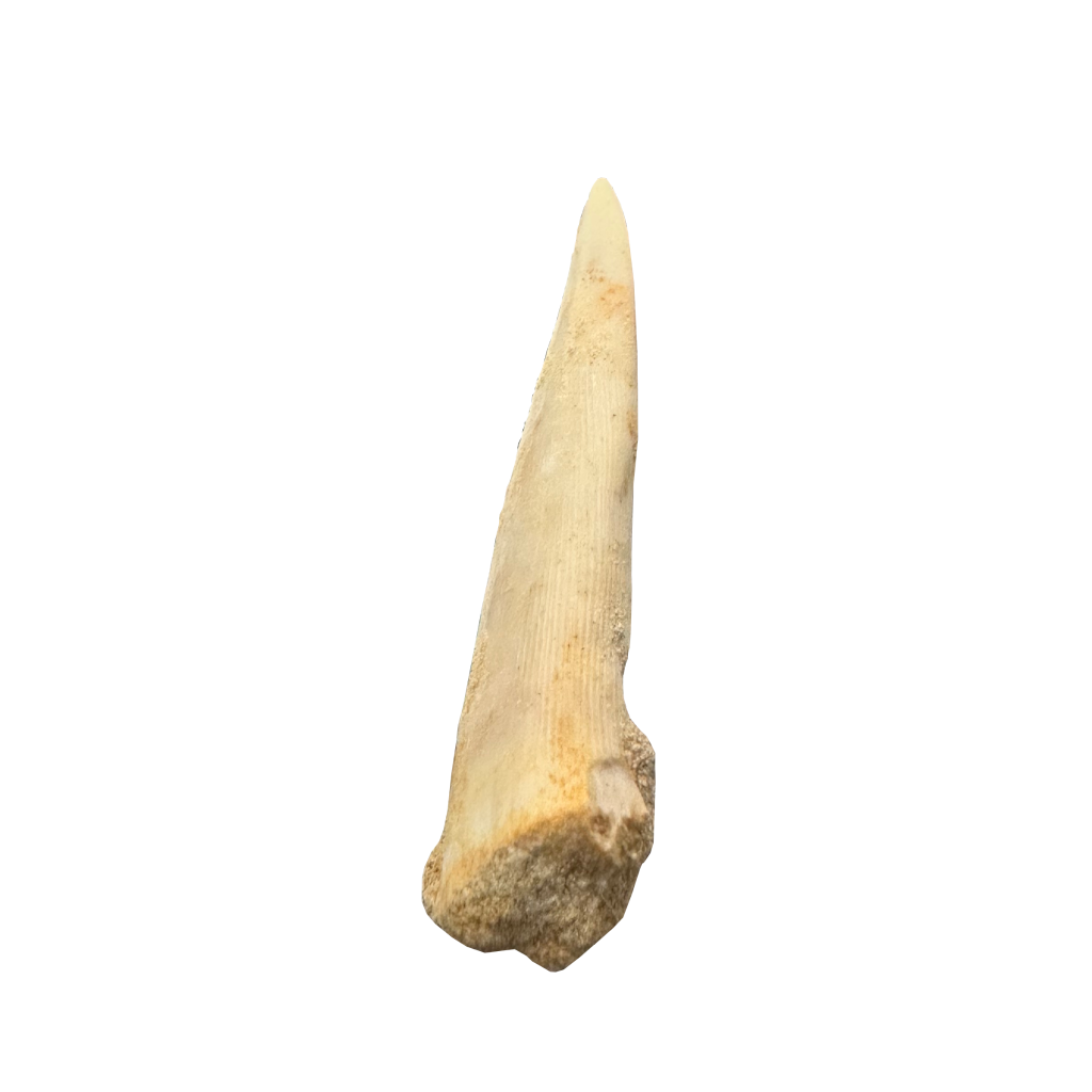 Enchodus Fossil Tooth