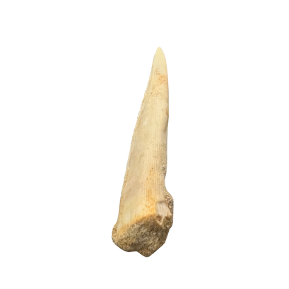 Enchodus Fossil Tooth