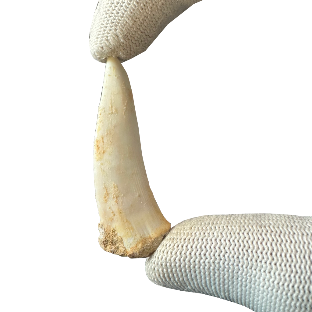 Enchodus Fossil Tooth