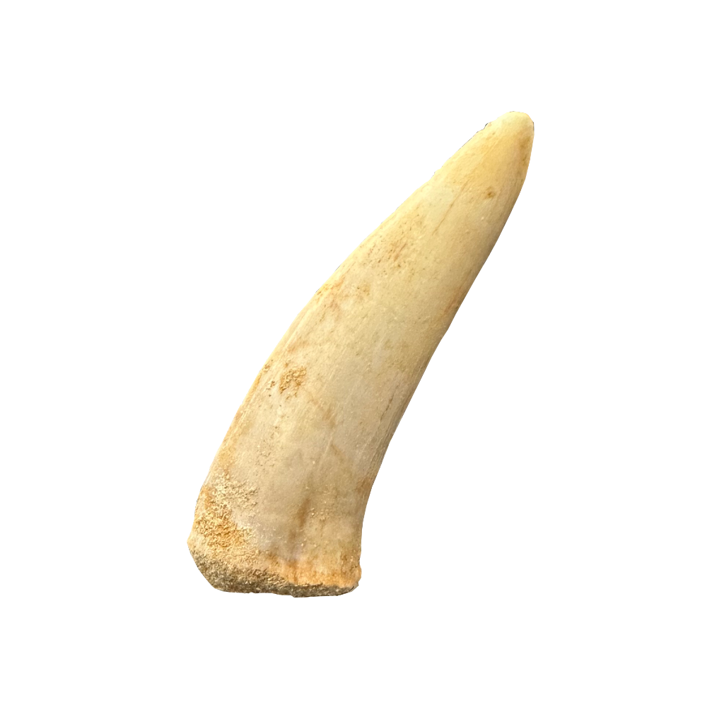 Enchodus Fossil Tooth