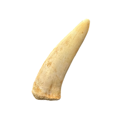 Enchodus Fossil Tooth