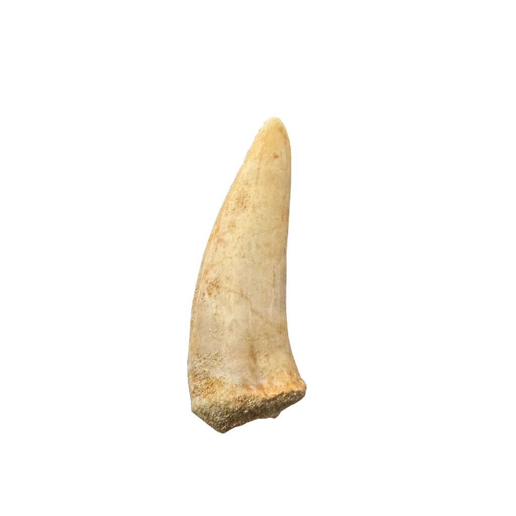 Enchodus Fossil Tooth