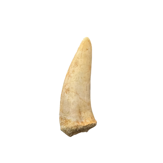 Enchodus Fossil Tooth
