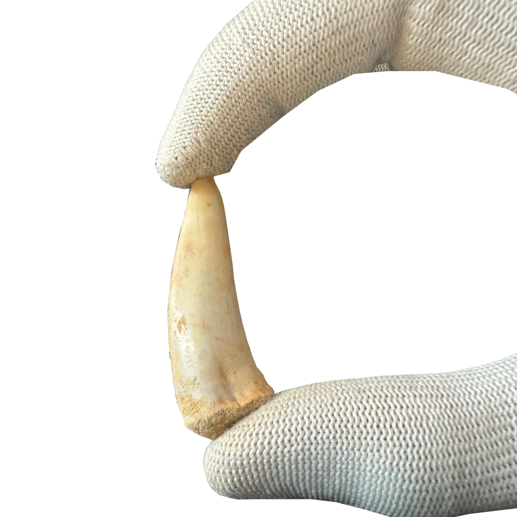 Enchodus Fossil Tooth