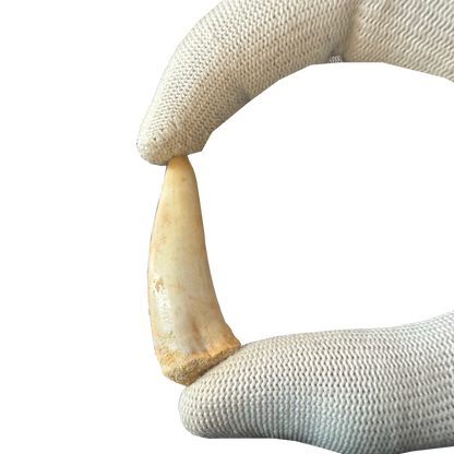 Enchodus Fossil Tooth