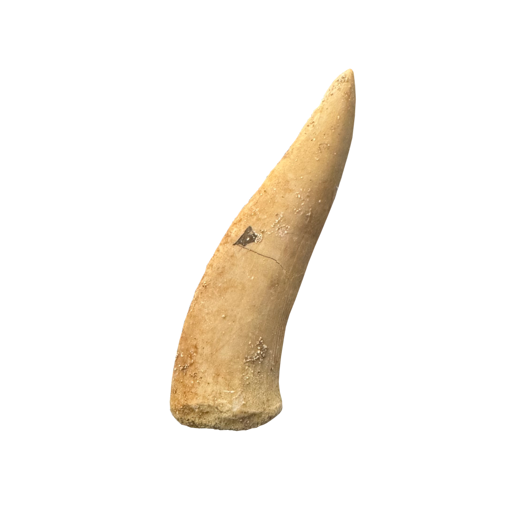 Enchodus Fossil Tooth