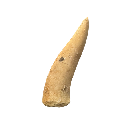 Enchodus Fossil Tooth