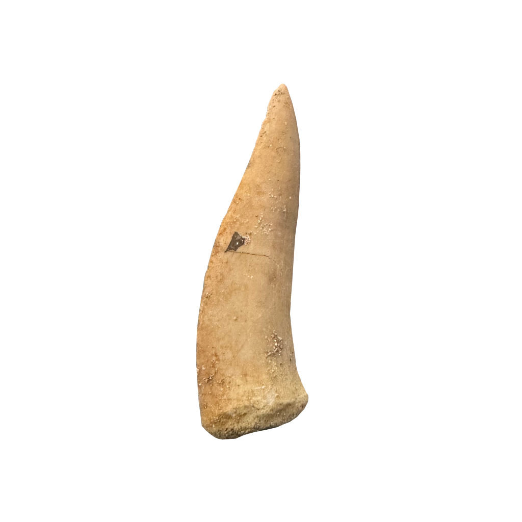 Enchodus Fossil Tooth