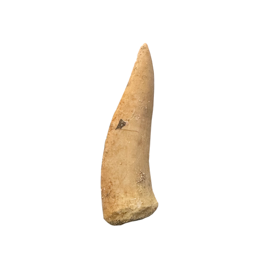 Enchodus Fossil Tooth