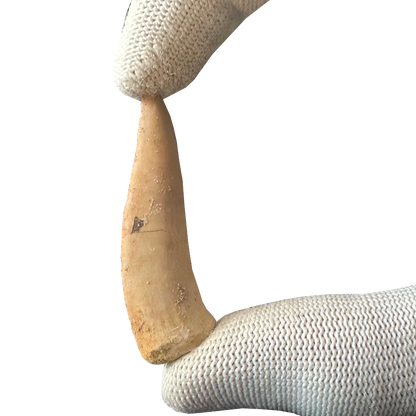 Enchodus Fossil Tooth