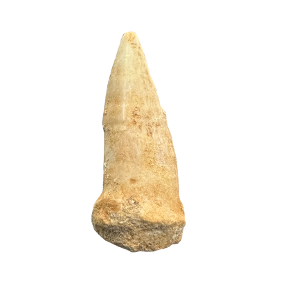 Enchodus Fossil Tooth