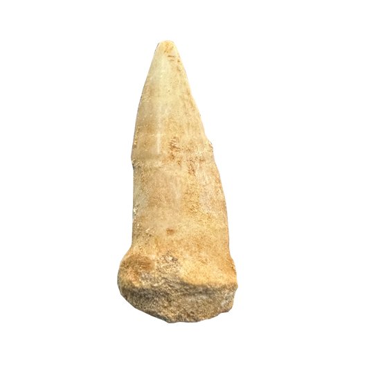 Enchoduct Fossil Tooth
