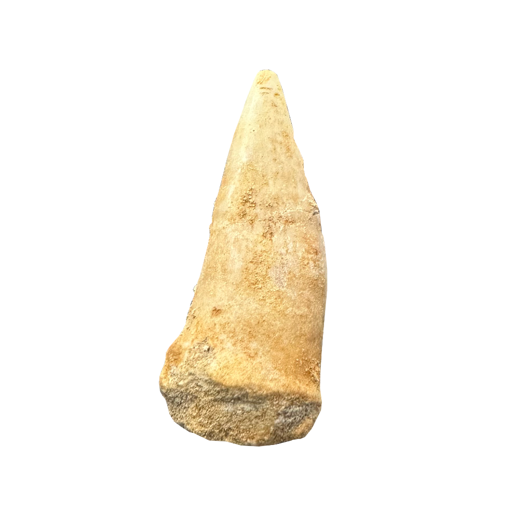 Enchodus Fossil Tooth