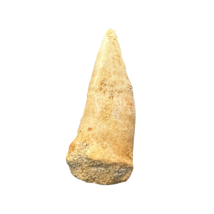Enchodus Fossil Tooth