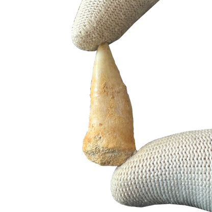 Enchodus Fossil Tooth