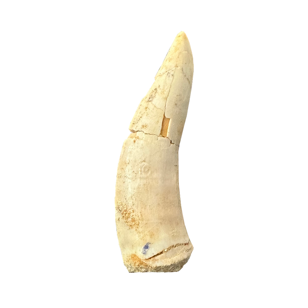 Enchodus Fossil Tooth